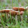 Birch Milkcap  Limited Print of 5 A4 16x12 20x16