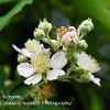 July 2020 Blackberry Blossom  Limited Print of 5  Mount Sizes A4 16x12 20x16