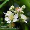 Blackberry Blossom  Limited Print of 5  Mount Sizes A4 16x12 20x16