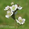 Blackberry Blossom with Bee   Limited Print of 5 16x12 20x16