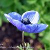 Blue Anemone  Limited Print of 5 Mount Sizes  A4 16x12 20x16