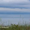 Blue Moray Sea Grasses	Limited Print of 5 20x12
