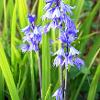 Bluebell 2  Limited Print of 5 Mount Sizes  A4 16x12 20x16