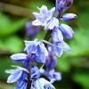 Bluebell 3 	Limited Print of 5  Mount Sizes 16x12 20x16