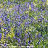 Bluebells en Masse   Limited Print of 5 Mount Sizes  A4 16x12 20x16