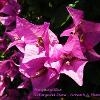 Bougainvillea   Limited Print of 5 Mount Sizes 16x12 20x16