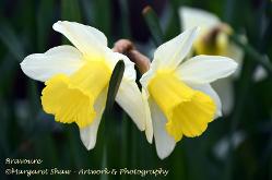 daffs