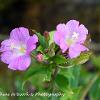 Calandrinia  Limited Print of 5  Mount Sizes A4 16x12 20x16