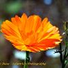 Calendula  Limited Print of 5 Mount Sizes  A4 16x12 20x16