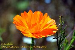 calendula