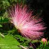 Calliandra  Limited Print of 5 Mount Sizes 12x10 16x12 20x16