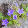 Campanula Fragilis  Limited Print of 5  Mount Sizes A4 16x12 20x16