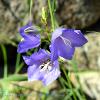 Campanula 2  Limited Print of 5  Mount Sizes A4 16x12 20x16