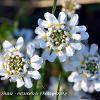 Candytuft  Limited Print of 5 Mount Sizes  A4 16x12 20x16