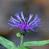 Centaurea  Limited Print of 5  Mount Sizes A4 16x12 20x16