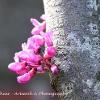 Cercis 2  Limited Print of 5 Mount Sizes  A4 16x12 20x16