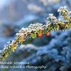 Chilled Cotoneaster Conspicus - Limited Print of 5 A4 16x12 20x16