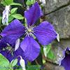 Clematis   Limited Print of 5  Mount Sizes A4 16x12 20x16