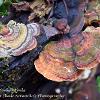 Colourful Turkey Tails  Limited Print of 5  Mount Sizes A4 16x12 20x16