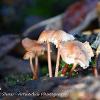 November 2020 Coprinellus  Limited Print of 5  Mount Sizes A4 16x12 20x16