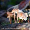 Coprinellus  Limited Print of 5  Mount Sizes A4 16x12 20x16