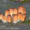 Coprinellus Micaceus  Limited Print of 5 A4 16x12 20x16