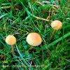 November 2020 Coprinellus Trio  Limited Print of 5  Mount Sizes A4 16x12 20x16