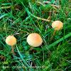 Coprinellus Trio  Limited Print of 5  Mount Sizes A4 16x12 20x16