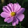 Cosmos  	Limited Print of 5 20 x 16  16 x 12