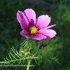 Cosmos and Buds	Limited Print of 5 20 x 16  16 x 12