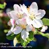 Crab Apple Blossom  Limited Print of 5 A4 16x12 20x16
