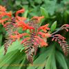 Crocosmia 1  Limited Print of 5  Mount Sizes A4 16x12 20x16