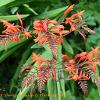 Crocosmia 2  Limited Print of 5  Mount Sizes A4 16x12 20x16