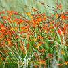 Crocosmia Cullen  Limited Print of 5 Mount Sizes  A4 16x12 20x16