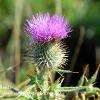 Culloden Thistle  Limited Print of 5 A4 16x12 20x16