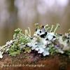 Cup Lichen  Limited Print of 5 A4 16x12 20x16