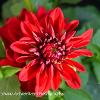 Dahlia  Limited Print of 5  Mount Sizes A4 16x12 20x16