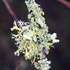 December Lichen 1  Limited Print of 5 A4 16x12 20x16