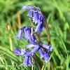 Eden Bluebells  Limited Print of 5 Mount Sizes  A4 16x12 20x16