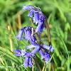 Eden Bluebells  Limited Print of 5 Mount Sizes  A4 16x12 20x16