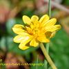 Fig Buttercup Limited Print of 5  Mount Sizes A4 16x12 20x16