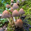 Five Fairycaps   Limited Print of 5 Mount Sizes 16x12 20x16