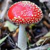 Fly Agaric  Limited Print of 5 A4 16x12 20x16