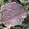 Frosty Leaf 1 - Limited Print of 5 A4 16x12 20x16