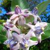 Giant Milkweed 	Limited Print of 5  Mount Sizes 16x12 20x16