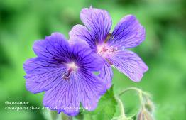 purple flower