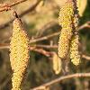 Golden Catkins   Limited Print of 5 20x16  16x12