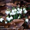 Green Snowdrops  Limited Print of 5  Mount Sizes A4 16x12 20x16