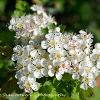 May 2020 Hawthorn 2  Limited Print of 5  Mount Sizes A4 16x12 20x16