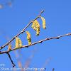 Hazel Catkins  Limited Print of 5  Mount Sizes A4 16x12 20x16